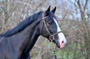 Gelding Zangersheide For sale 2020 Black
