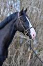Gelding Zangersheide For sale 2020 Black