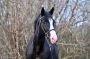 Gelding Zangersheide For sale 2020 Black