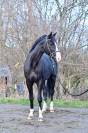 Gelding Zangersheide For sale 2020 Black