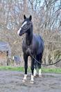 Gelding Zangersheide For sale 2020 Black