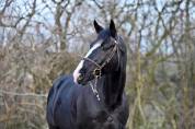 Gelding Zangersheide For sale 2020 Black