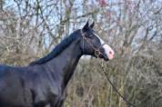 Gelding Zangersheide For sale 2020 Black