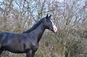 Gelding Zangersheide For sale 2020 Black