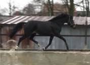 Ponette PP welsh de dressage 