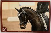 Ponette PP welsh de dressage 