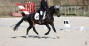 Ponette PP welsh de dressage 