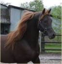 jeune hongre de 6ans 