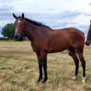Jument 4 ans AQPS bien dans sa t&ecirc;te 