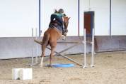 Cheval de sport - jument de 13 ans