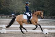 Ponette - 8 ans - par Champion Supr&ecirc;me d'&eacute;t&eacute;- Dressage