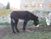 Ane des pyr&eacute;n&eacute;es catalan