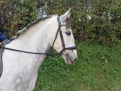 Hongre -Prestigieuses Lign&eacute;es PRE - 6 ans - dressage