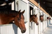 Pensions chevaux au Haras Montois 