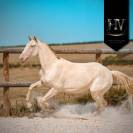 Pouliche Pur Sang Lusitanienne