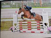 Merrie Selle Fran&ccedil;ais Te koop 2021 Donker bruin / bai ,  fighter semilly