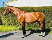 Hongre 4 ans Diamant x Kannan 