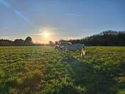 Pension pr&eacute; cheval - Plobannalec-Lesconil (Finist&egrave;re sud - 29)