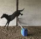 Entier 2 ans Checkter x Centurio 