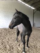 Entier 2 ans Checkter x Centurio 