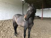 Entier 2 ans Checkter x Centurio 