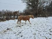 Ponette WA pleine de Golbury des Bertaines ipo138 