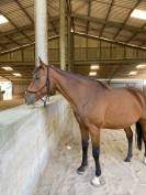 Jument &agrave; confier pour repro 