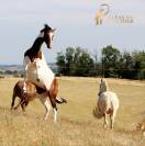 Poulini&egrave;re Oldenbourg Tobiano
