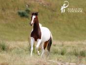 Poulini&egrave;re Oldenbourg Tobiano