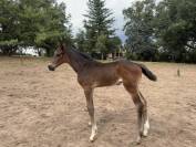 Poulain 2025 selle fran&ccedil;ais