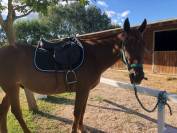 Petit cheval au grand coeur