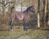 Pouliche Pur-Sang Lusitanienne