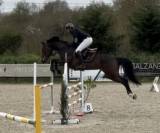 Magnifique jument d amateur 