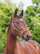 Jument 5 ans fille de m&egrave;re performante 135