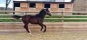 Poulain 1 an NEWPORT X BORDEAUX KWPN