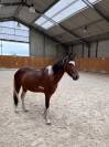 Poney de sport C - petit D - 4 ans - pr&ecirc;t sur un tour