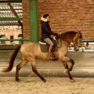 Magnifique hongre PRE Isabelle 