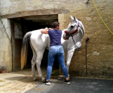 Masseuse &eacute;quin et canin- confort musculaire