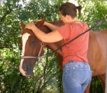 Masseuse &eacute;quin et canin- confort musculaire