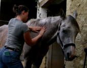 Masseuse &eacute;quin et canin- confort musculaire