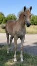 Pouliches et Poulain Haflinger PP