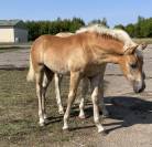 Pouliches et Poulain Haflinger PP