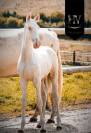 Poulain Lusitanien cr&egrave;me 