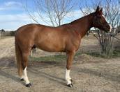 Hongre Zangersheide 8 ans 