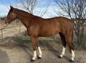 Hongre Zangersheide 8 ans 