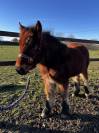 Grand pouliche porteuse OC