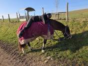 PONETTE PFS 7 ANS VOLONTAIRE, AFFECTUEUSE, AVEC DU SANG
