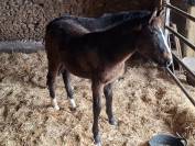 A vendre poulains 