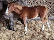 A vendre poulains 