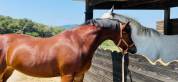 Caballo castrado PFS Poni Fran&ccedil;&eacute;s de Silla En venta 2009 Bayo